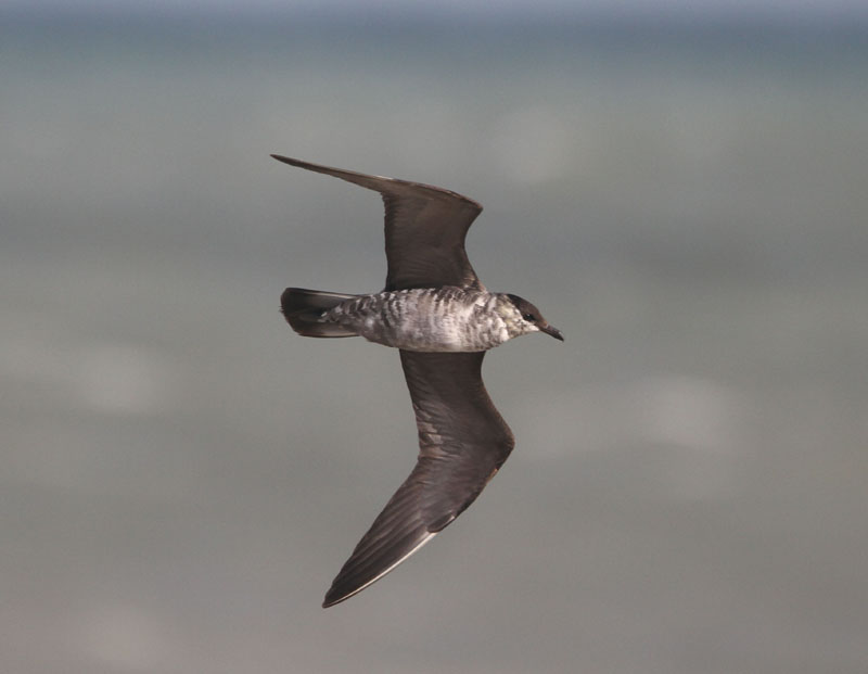 Long-tailed Skua