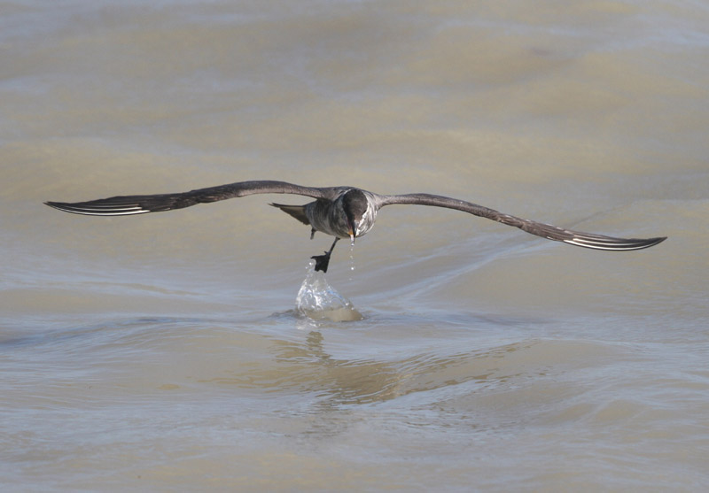 Long-tailed Skua