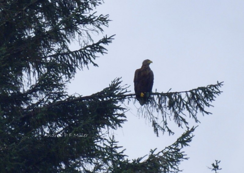 White-tailed Eagle