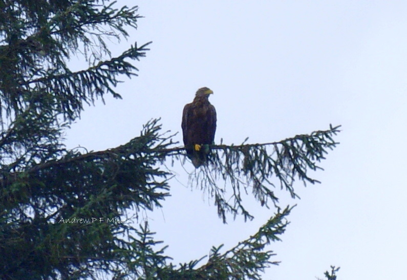 White-tailed Eagle