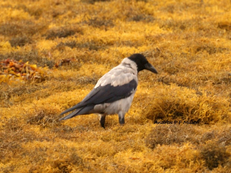 Hooded Crow
