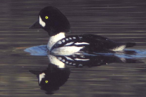 Barrow's Goldeneye