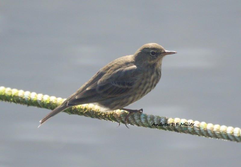 Rock Pipit