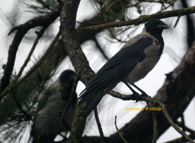 Hooded Crow