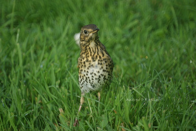 Song Thrush