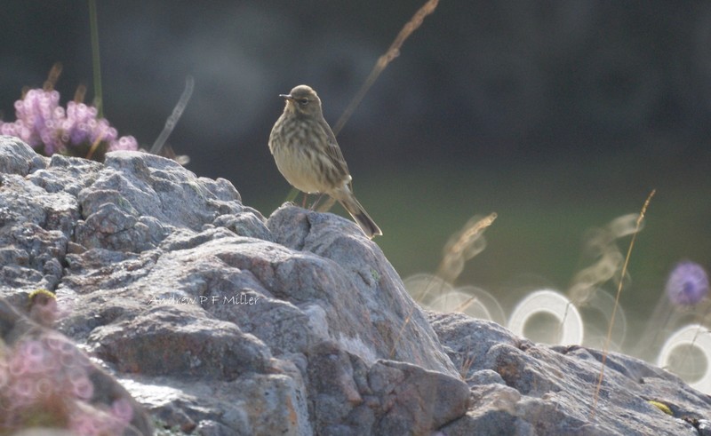 Rock Pipit