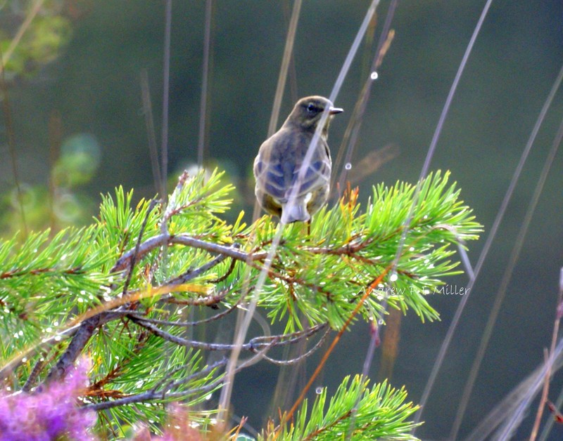 Rock Pipit