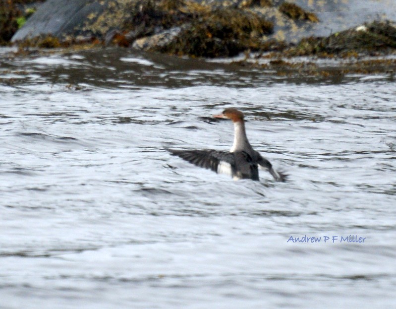 Goosander