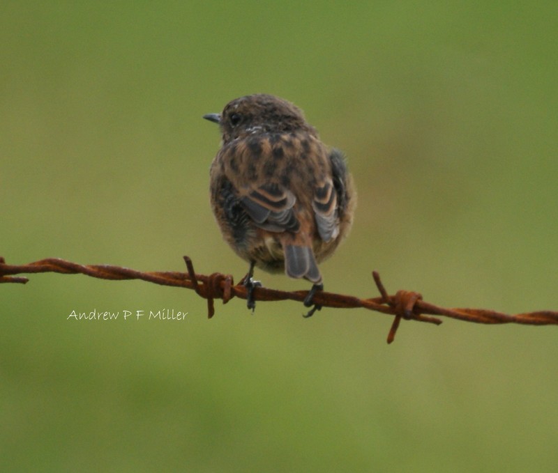 Stonechat