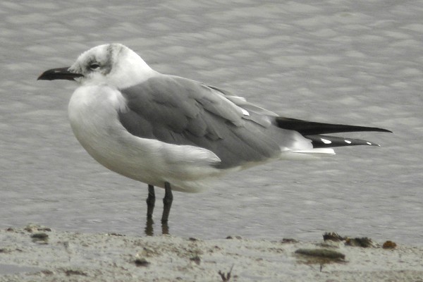 Laughing Gull