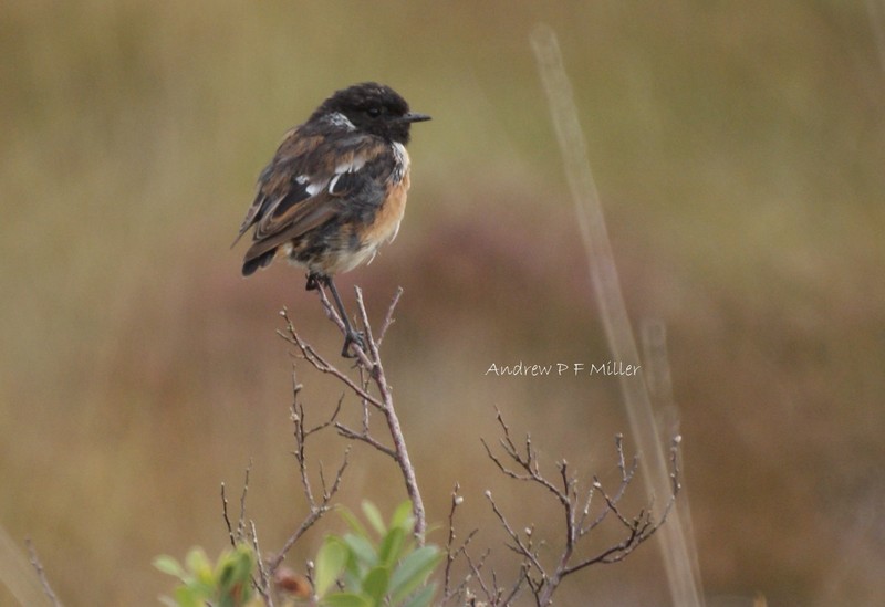 Stonechat