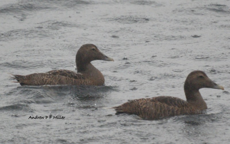 Eider