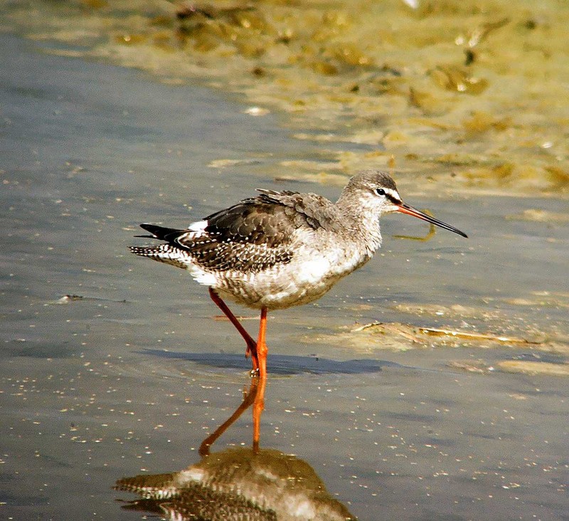 Spotted Redshank