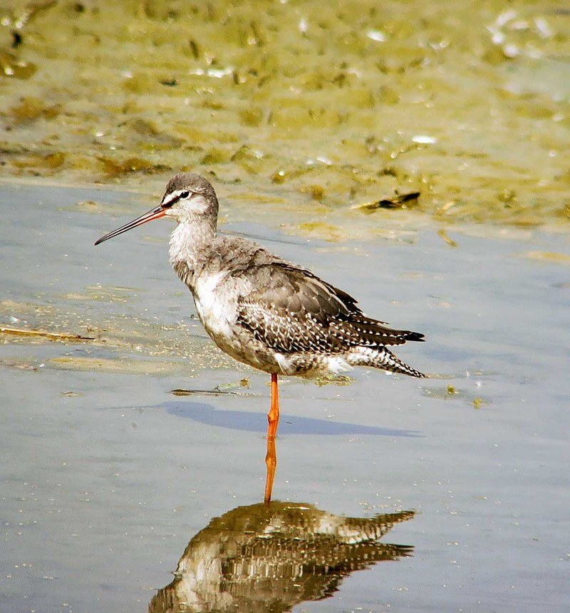 Spotted Redshank