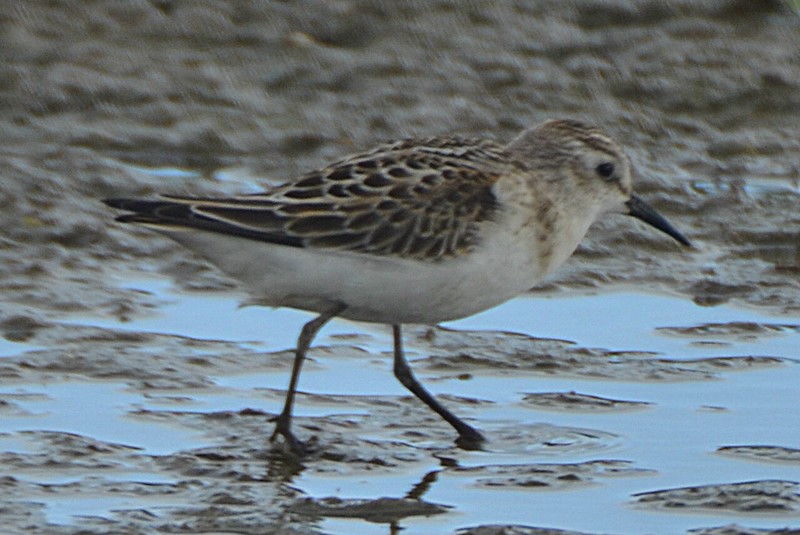 Little Stint
