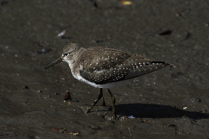 Solitary Sandpiper