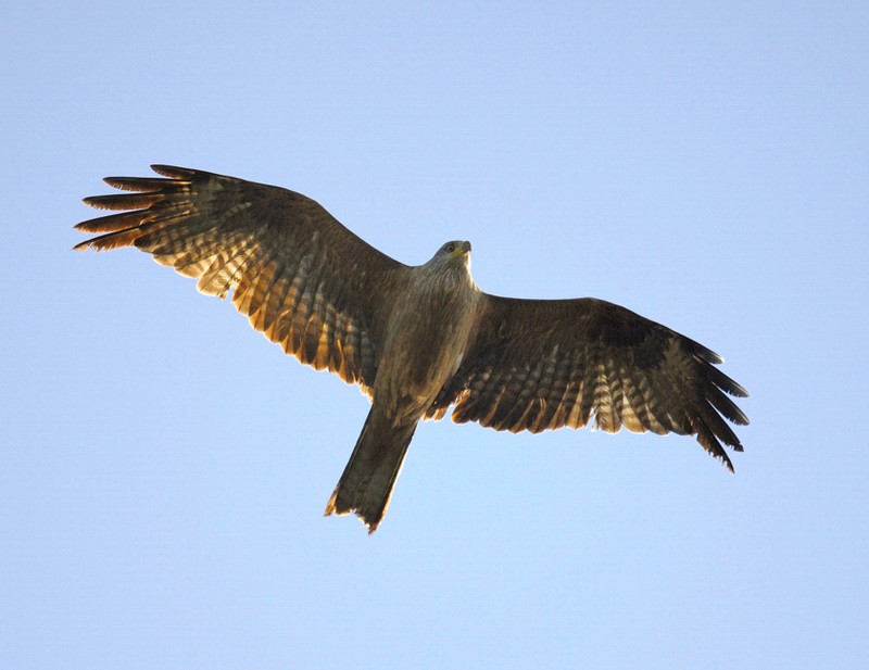 Black Kite