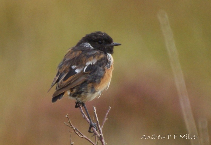Stonechat