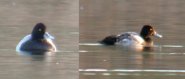 Lesser Scaup