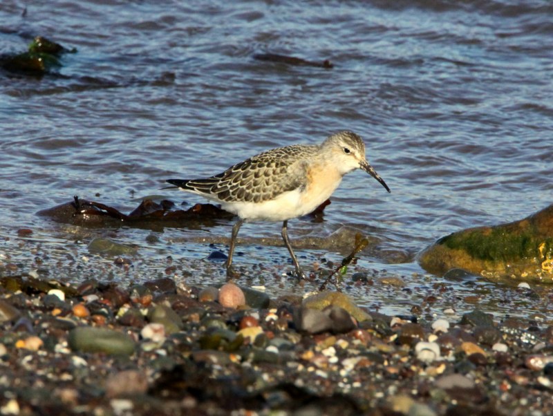 Curlew Sandpiper