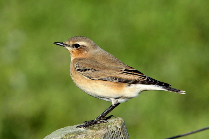 Wheatear