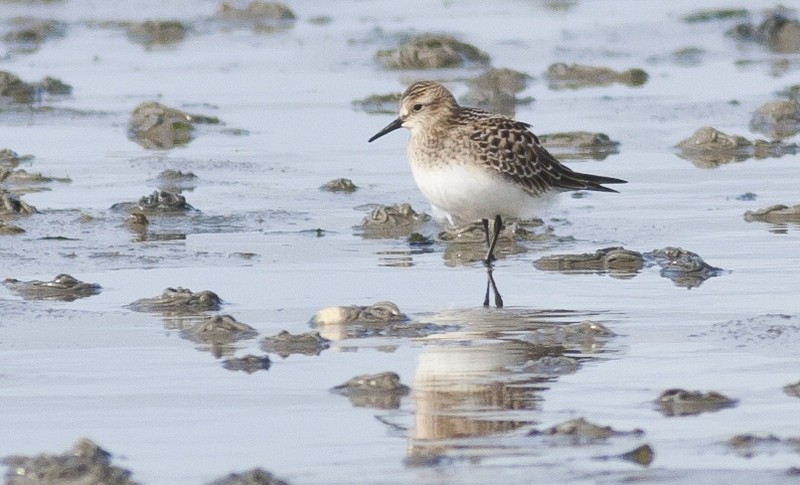 Baird's Sandpiper