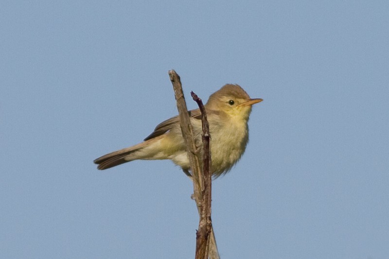 Melodious Warbler