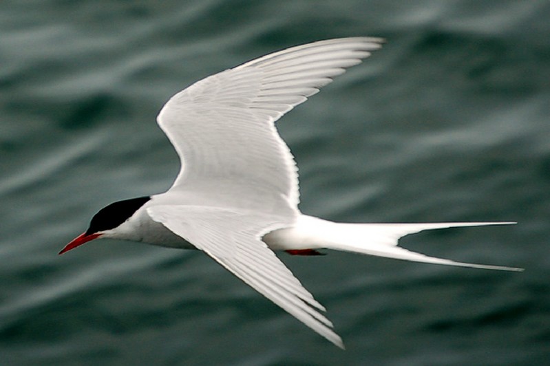 Arctic Tern