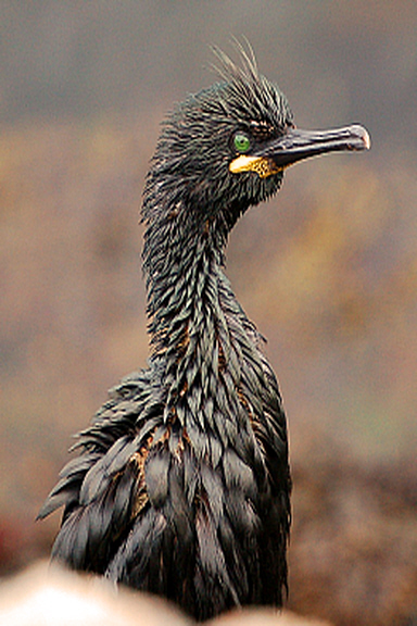 Shag