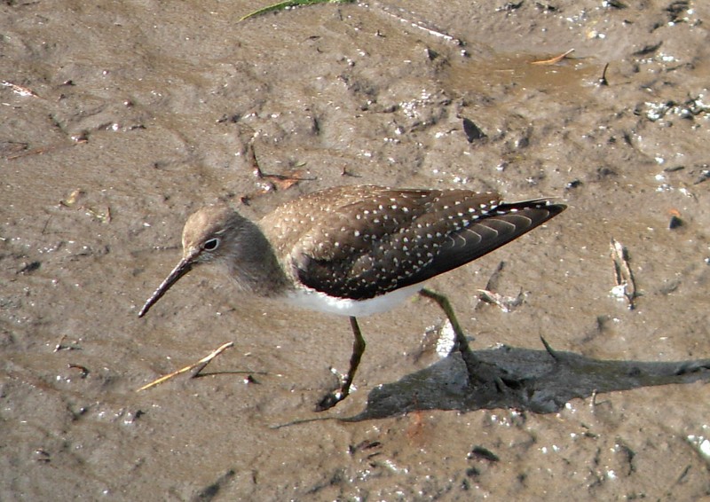 Solitary Sandpiper