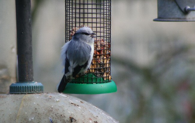 Azure Tit