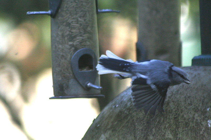 Azure Tit