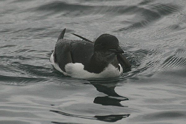 Brunnich's Guillemot