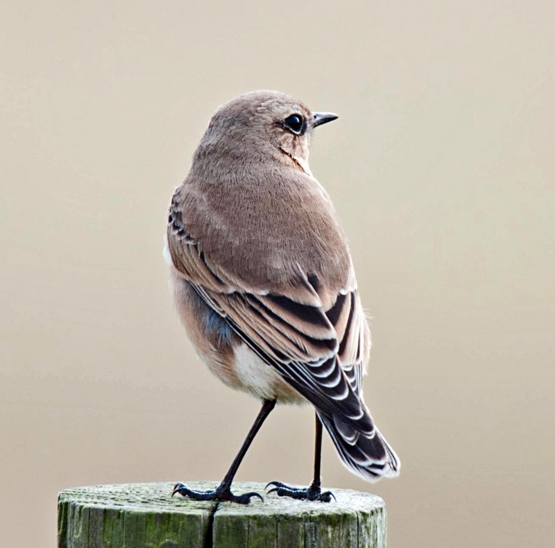 Wheatear