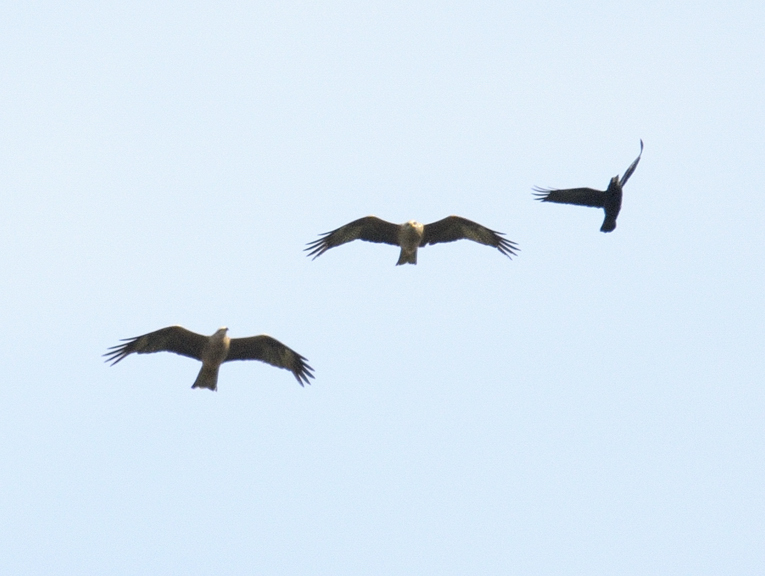 Black Kite