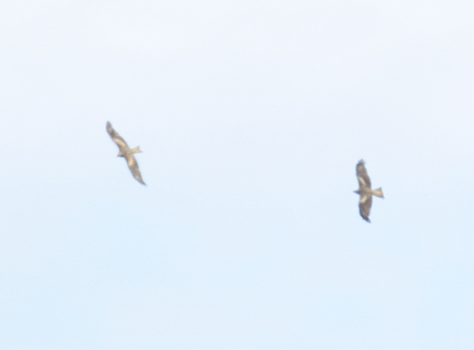 Black Kite