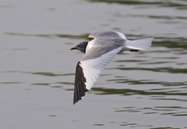 Sabine's Gull