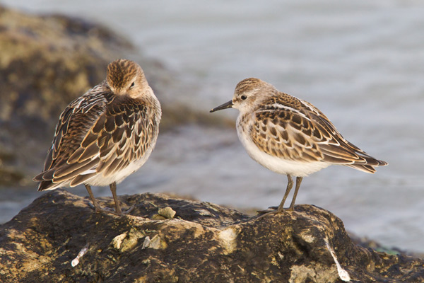 Little Stint