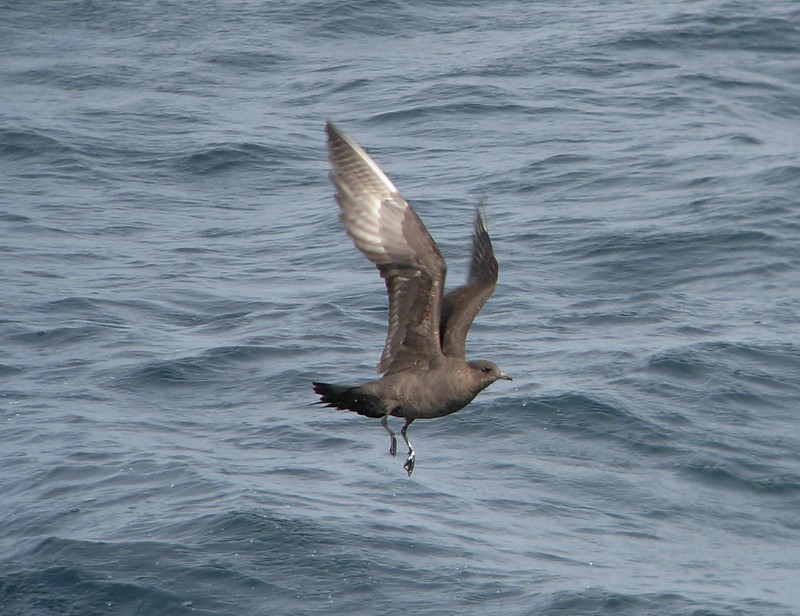 Arctic Skua