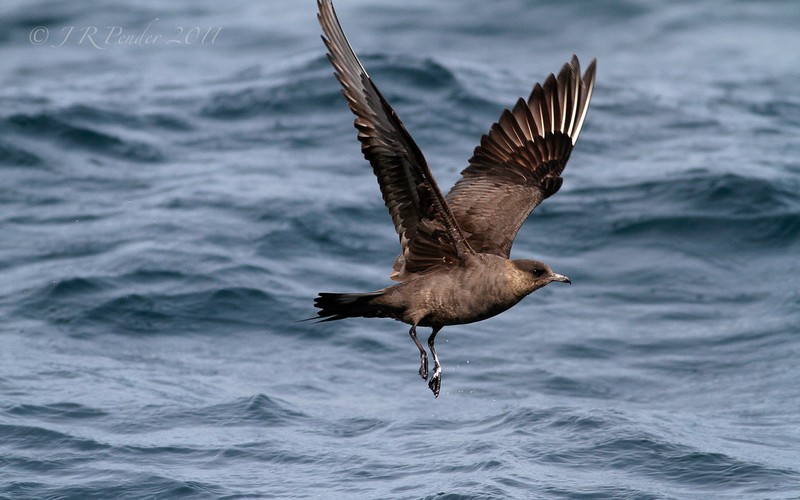 Arctic Skua