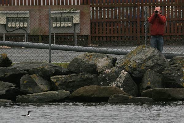 Brunnich's Guillemot