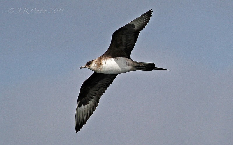 Arctic Skua