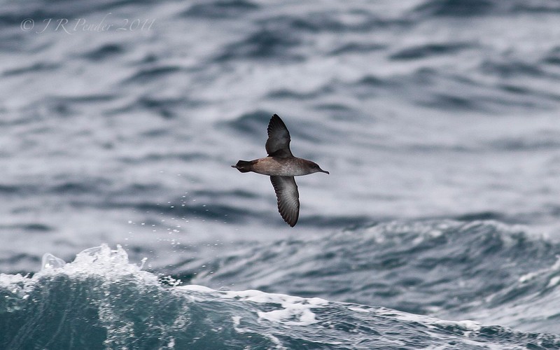 Balearic Shearwater