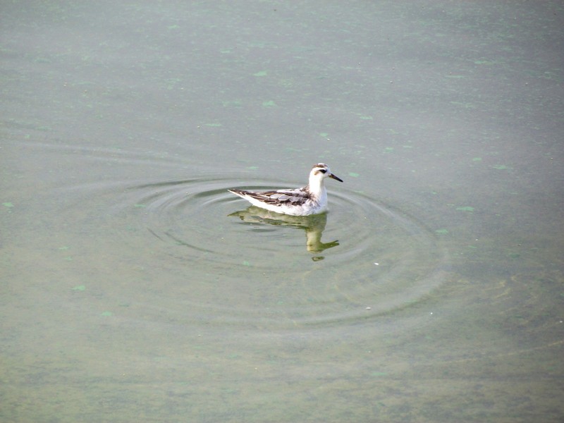 GREY PHALAROPE