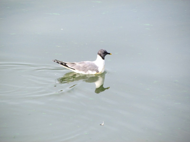 Sabine's Gull