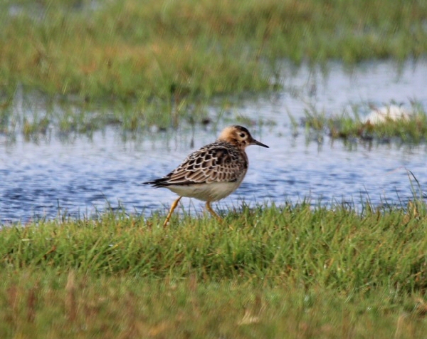 Buff-breasted Sandpiper
