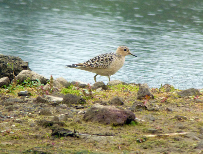 Buff-breasted Sandpiper