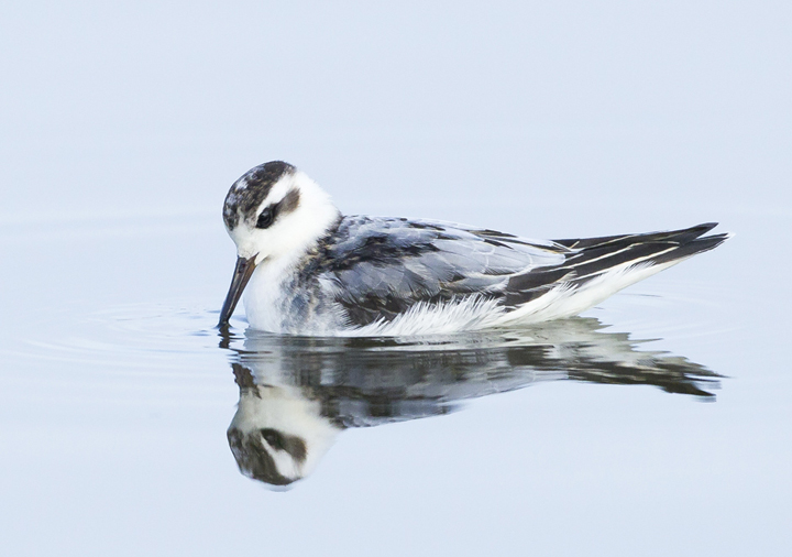Grey Phalarope 