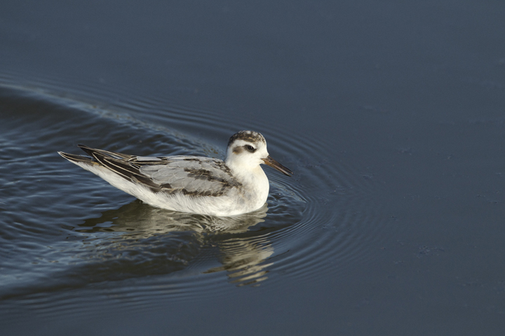 Grey Phalarope