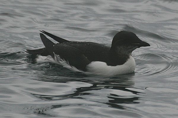 Brunnich's Guillemot